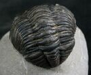 Bargain Phacops Trilobite From Morocco - #7954-1